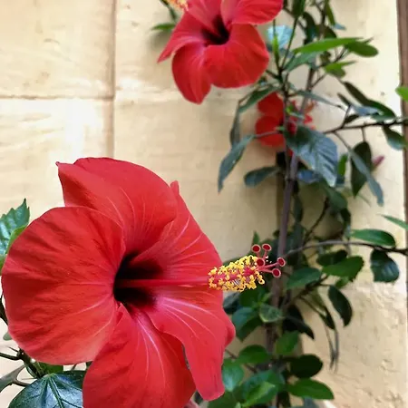 Cusano فندق مبيت وإفطار